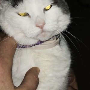 Meet your Posher, Renee